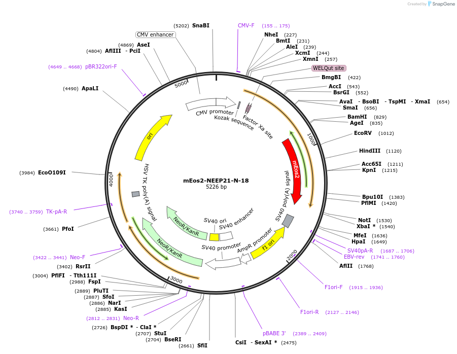 57407-plasmid-map-sequence-id-213181