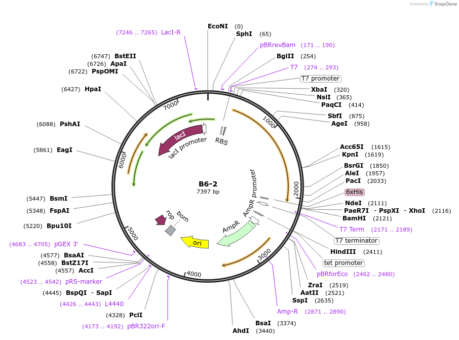 111486-plasmid-map-sequence-id-213191