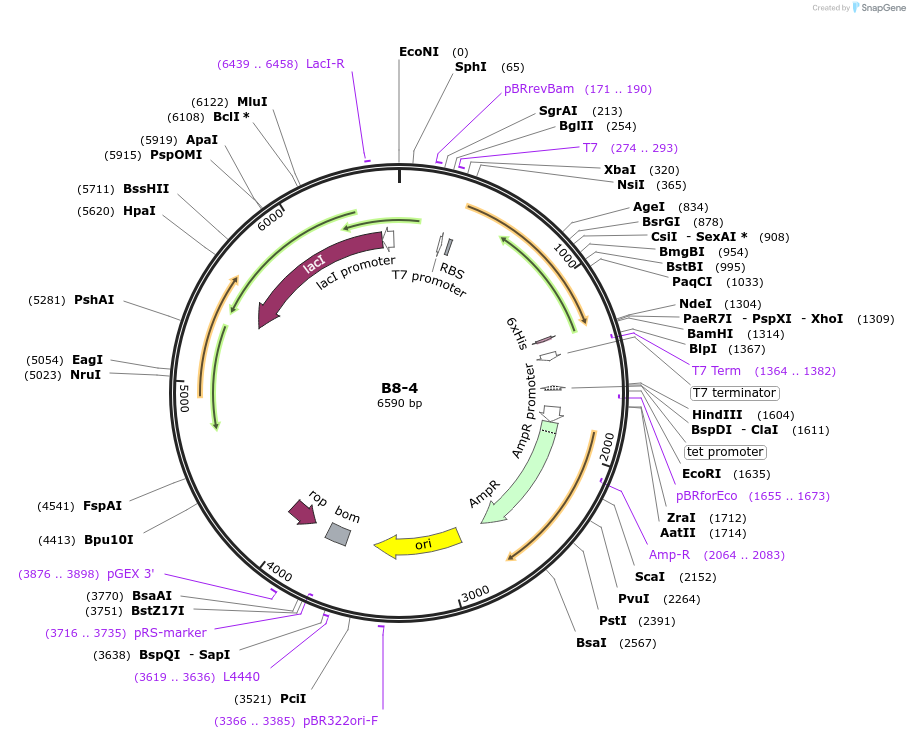 111496-plasmid-map-sequence-id-213194