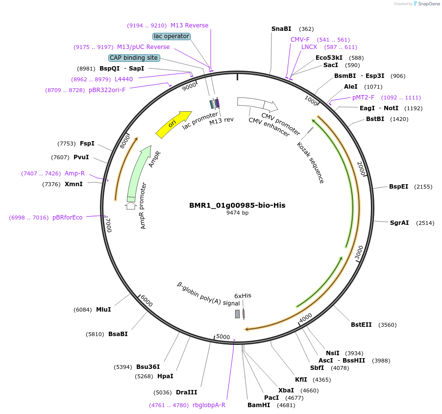 107675-plasmid-map-sequence-id-213195