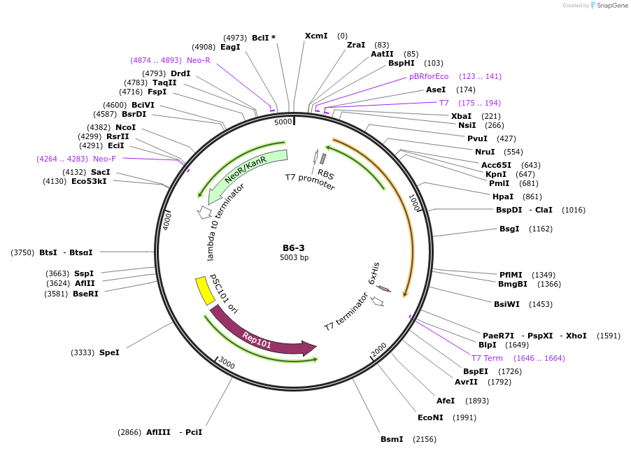111487-plasmid-map-sequence-id-213200