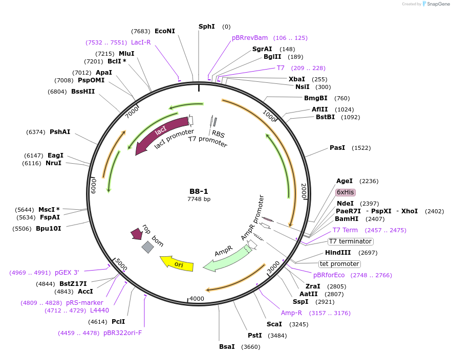 111494-plasmid-map-sequence-id-213203