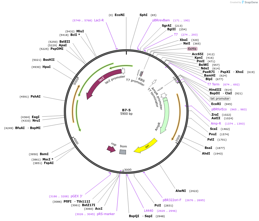111493-plasmid-map-sequence-id-213207