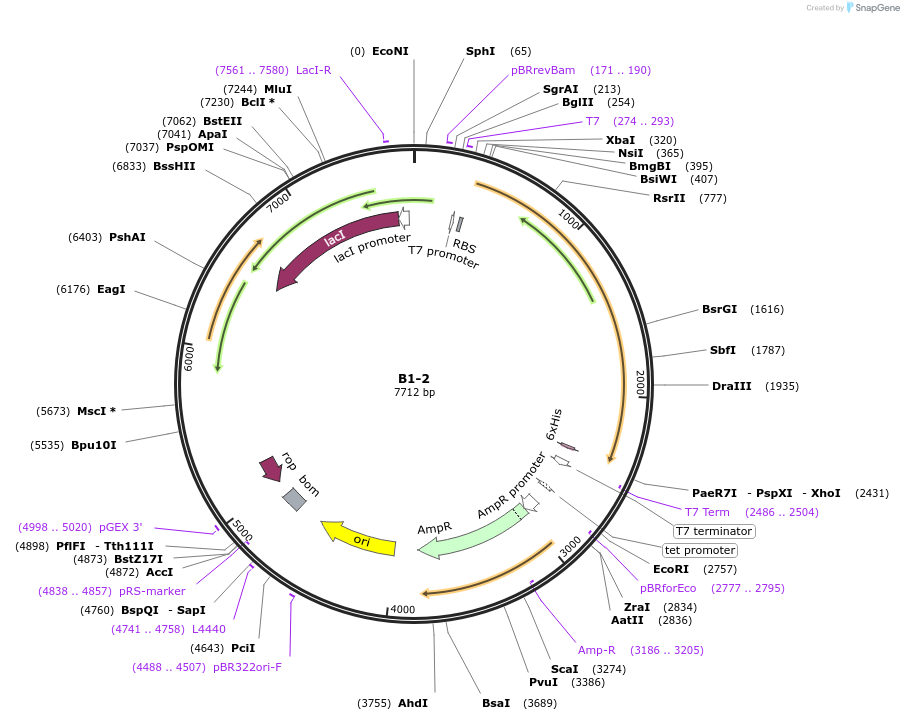 111464-plasmid-map-sequence-id-213210