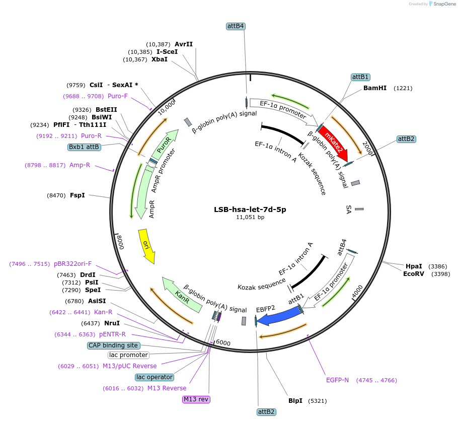 103151-plasmid-map-sequence-id-213230
