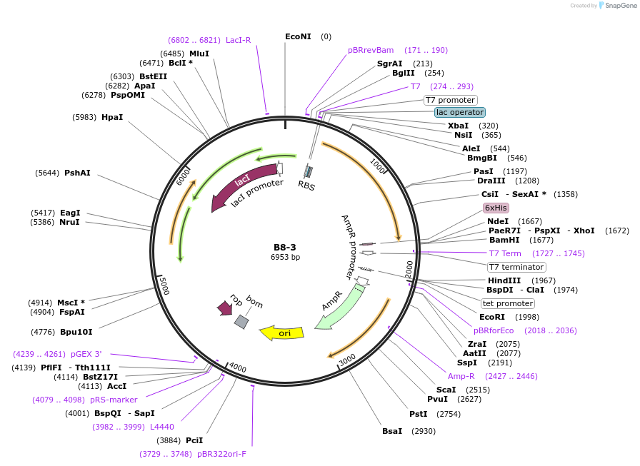 111495-plasmid-map-sequence-id-213235