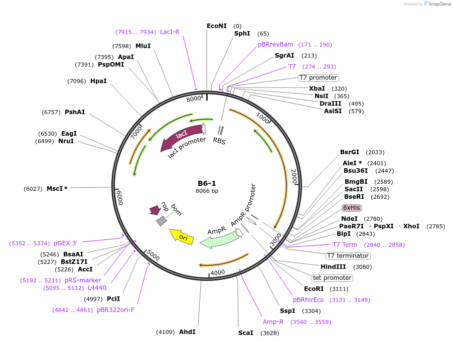 111485-plasmid-map-sequence-id-213238