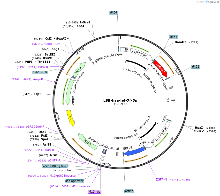 103156-plasmid-map-sequence-id-213245