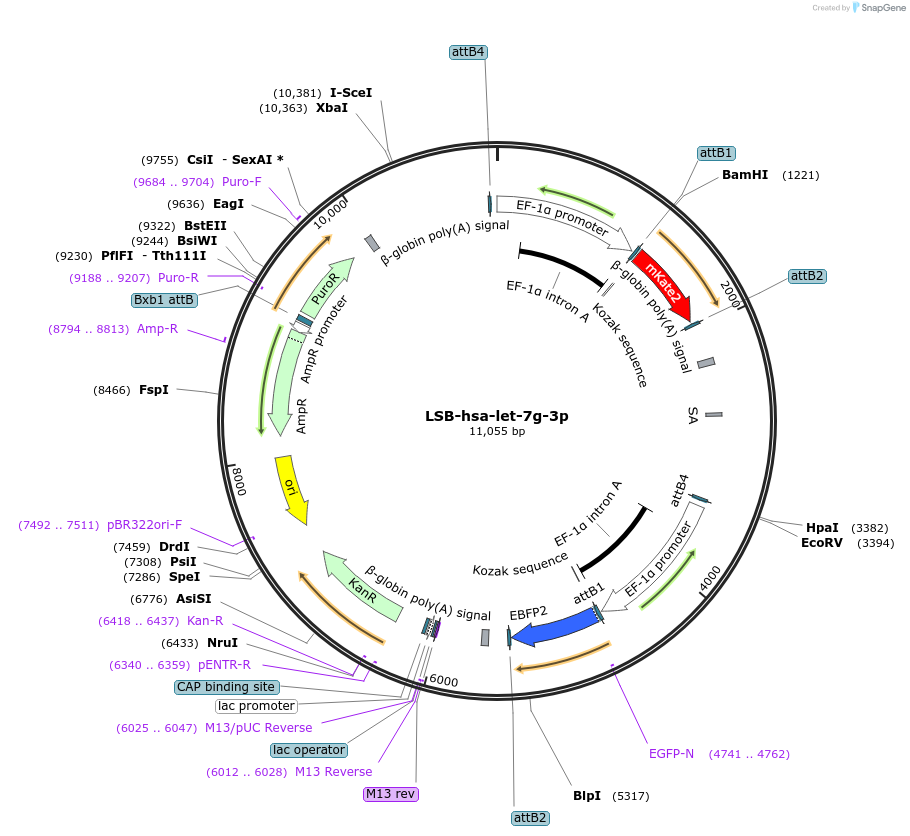 103157-plasmid-map-sequence-id-213247