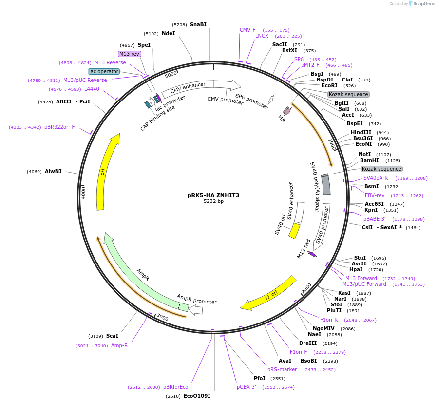 110953-plasmid-map-sequence-id-213248