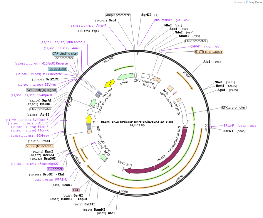 71218-plasmid-map-sequence-id-213270