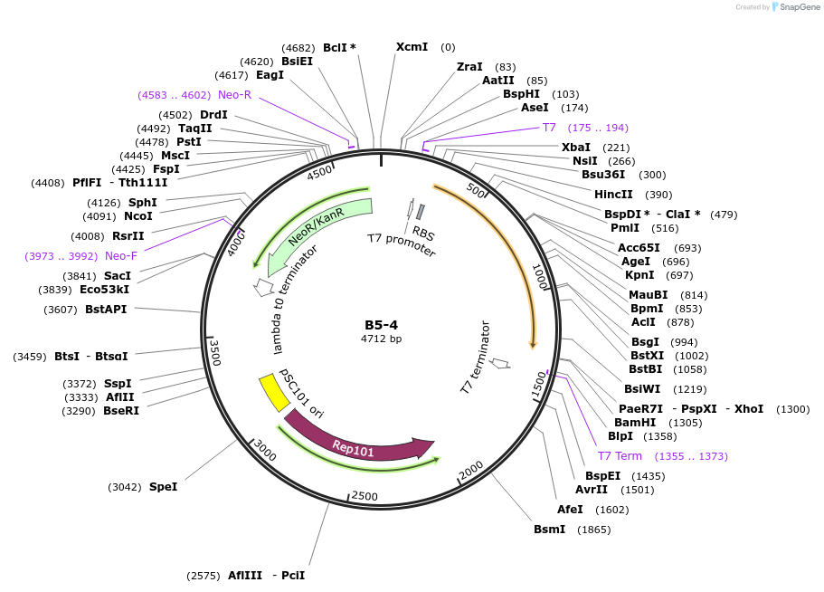 111483-plasmid-map-sequence-id-213277