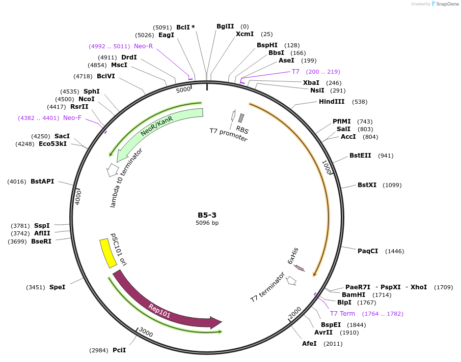 111482-plasmid-map-sequence-id-213280