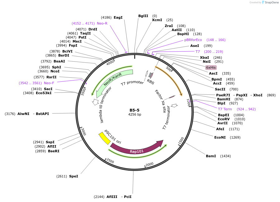 111484-plasmid-map-sequence-id-213281