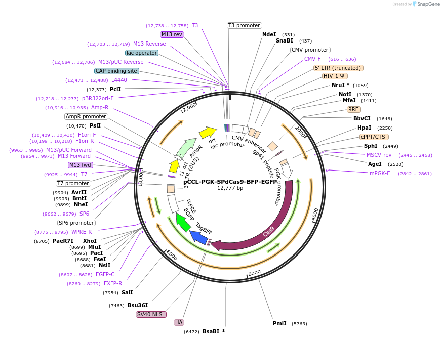 66821-plasmid-map-sequence-id-213282