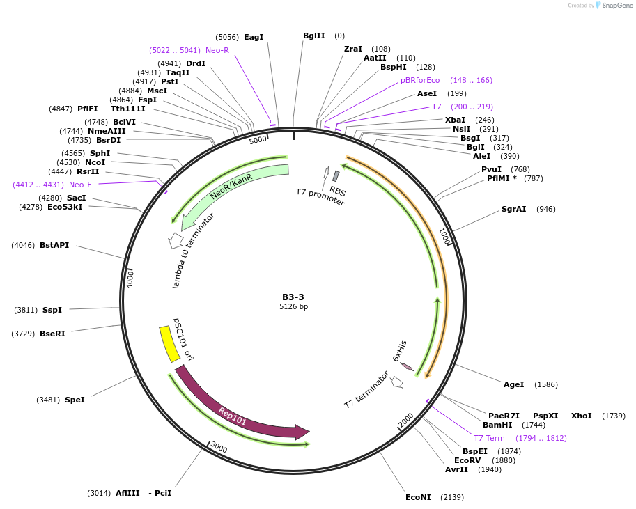 111473-plasmid-map-sequence-id-213284