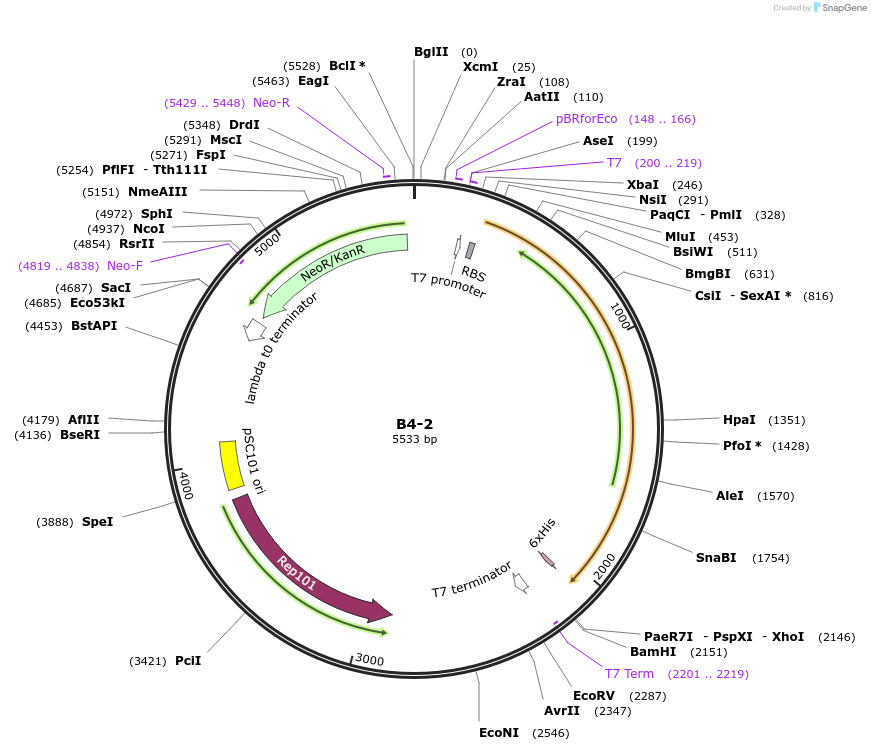 111476-plasmid-map-sequence-id-213285