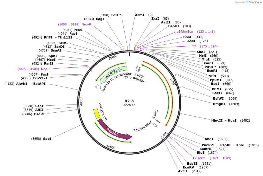 111470-plasmid-map-sequence-id-213286