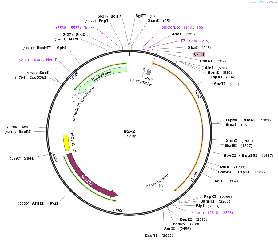 111469-plasmid-map-sequence-id-213287