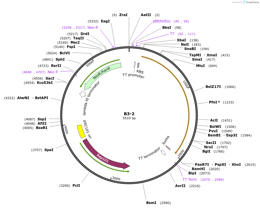 111472-plasmid-map-sequence-id-213290