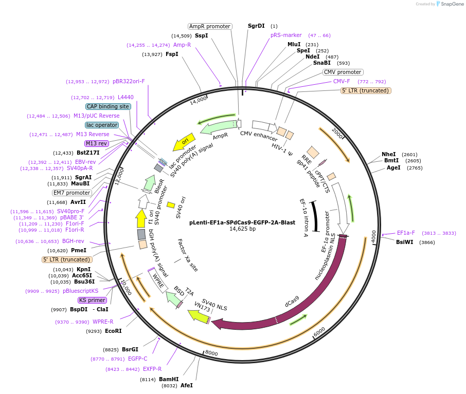 71215-plasmid-map-sequence-id-213298