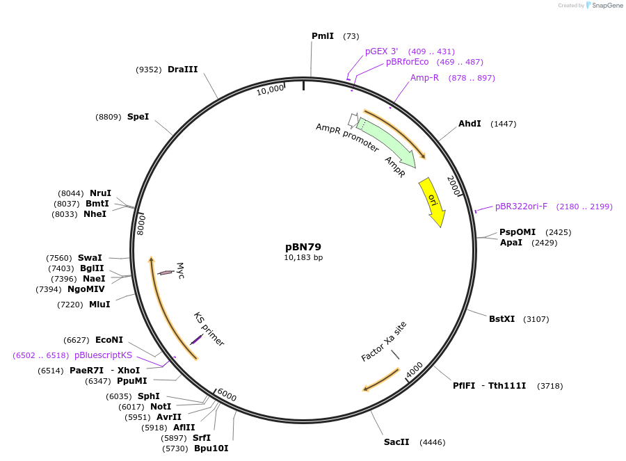 86717-plasmid-map-sequence-id-213308
