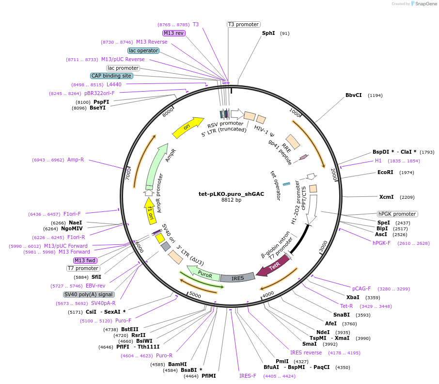 110423-plasmid-map-sequence-id-213314