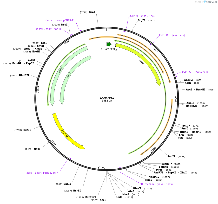 108532-plasmid-map-sequence-id-213316