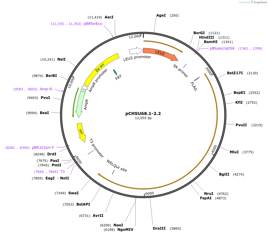 110680-plasmid-map-sequence-id-213325