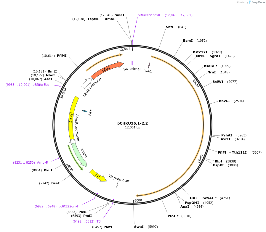 110668-plasmid-map-sequence-id-213328