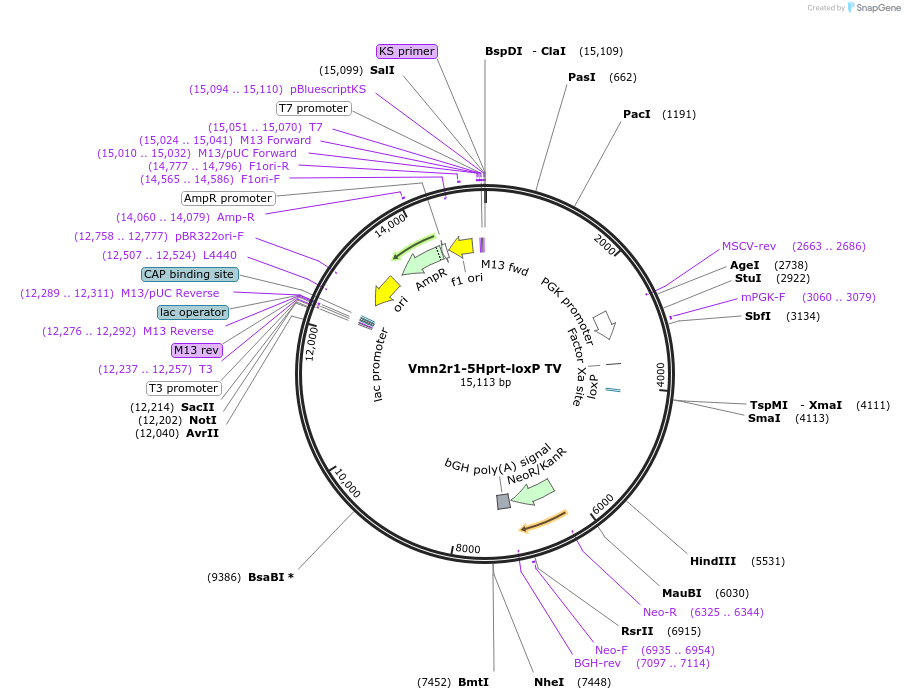 108079-plasmid-map-sequence-id-213337