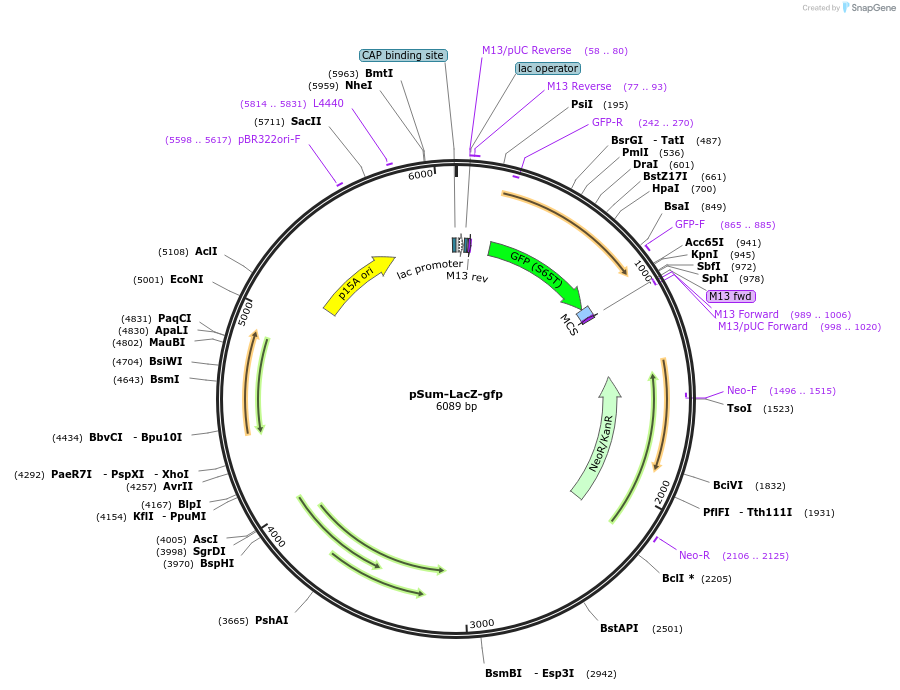 109285-plasmid-map-sequence-id-213340