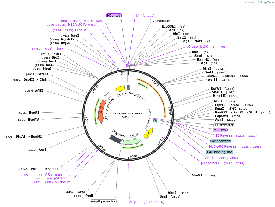 110537-plasmid-map-sequence-id-213344