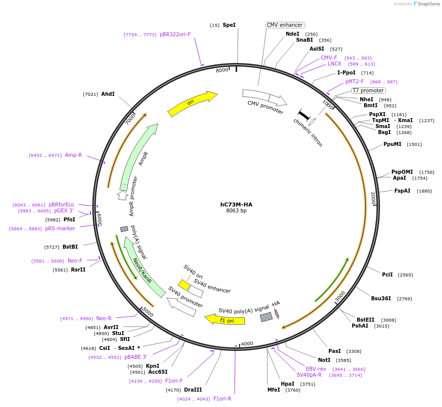 111528-plasmid-map-sequence-id-213350