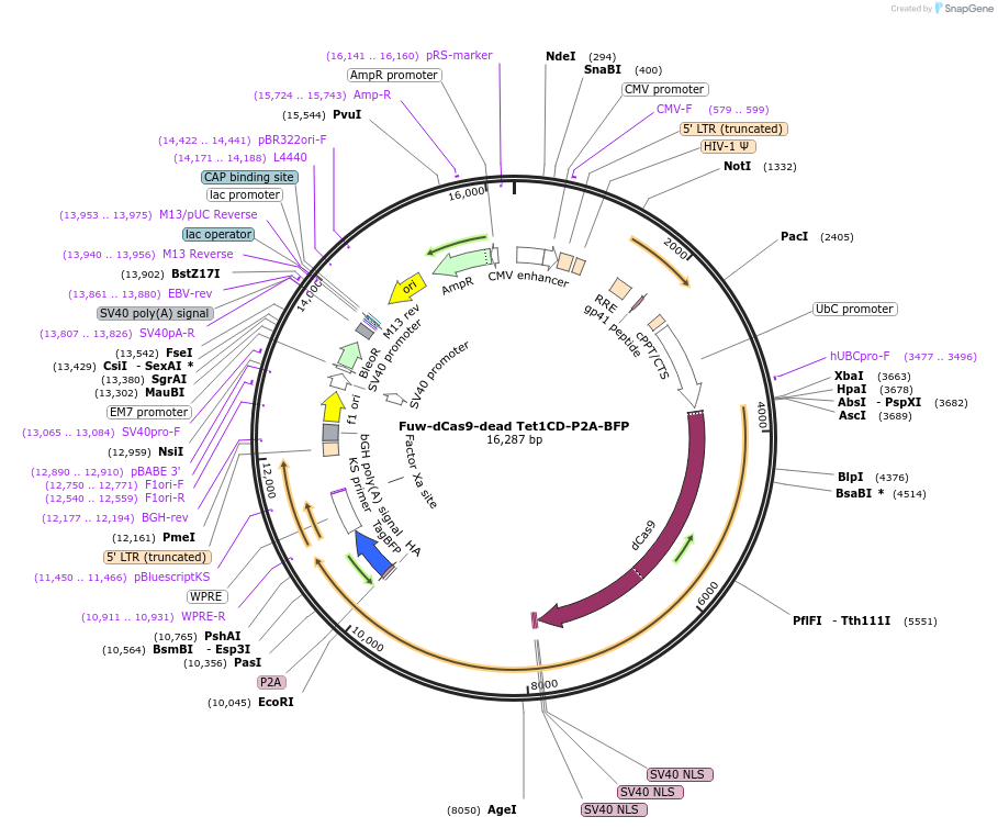 108246-plasmid-map-sequence-id-213362