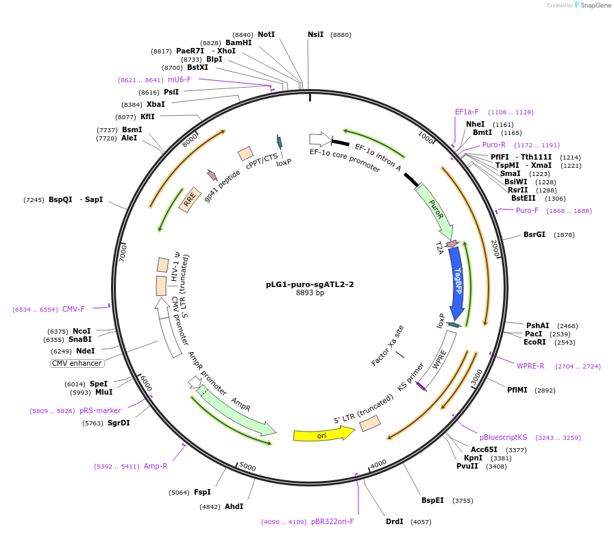 109009-plasmid-map-sequence-id-213363