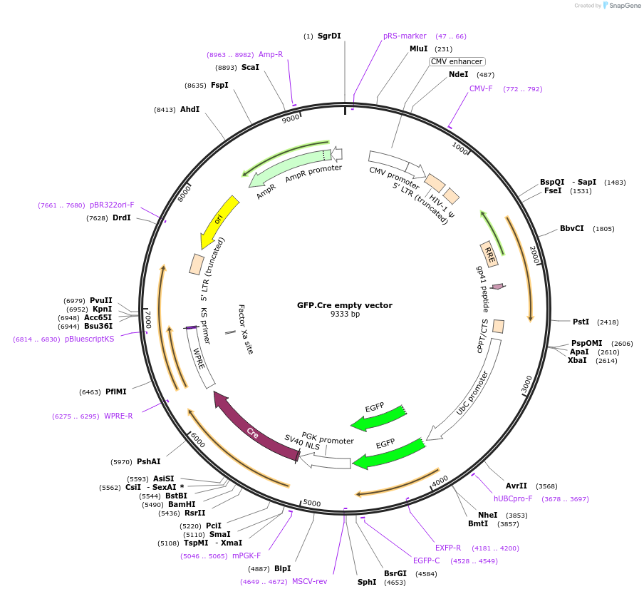 20781-plasmid-map-sequence-id-213372