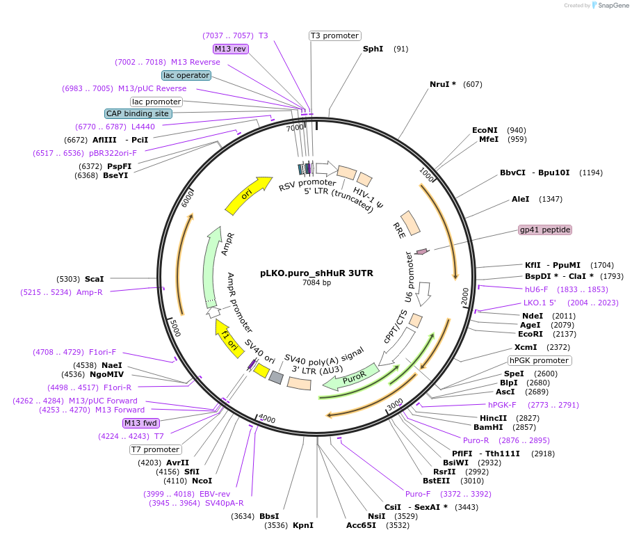110414-plasmid-map-sequence-id-213427
