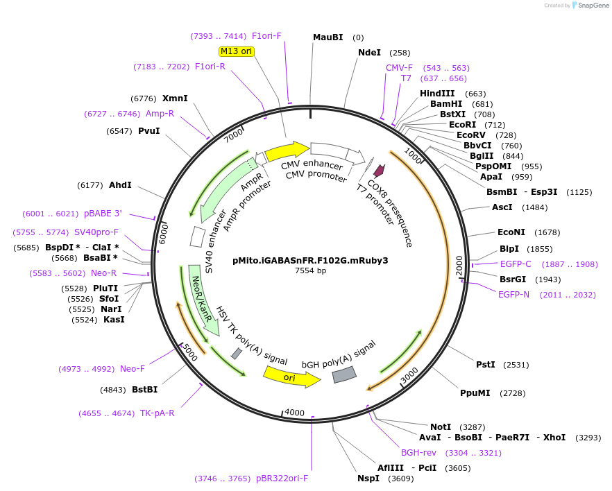 112180-plasmid-map-sequence-id-213438
