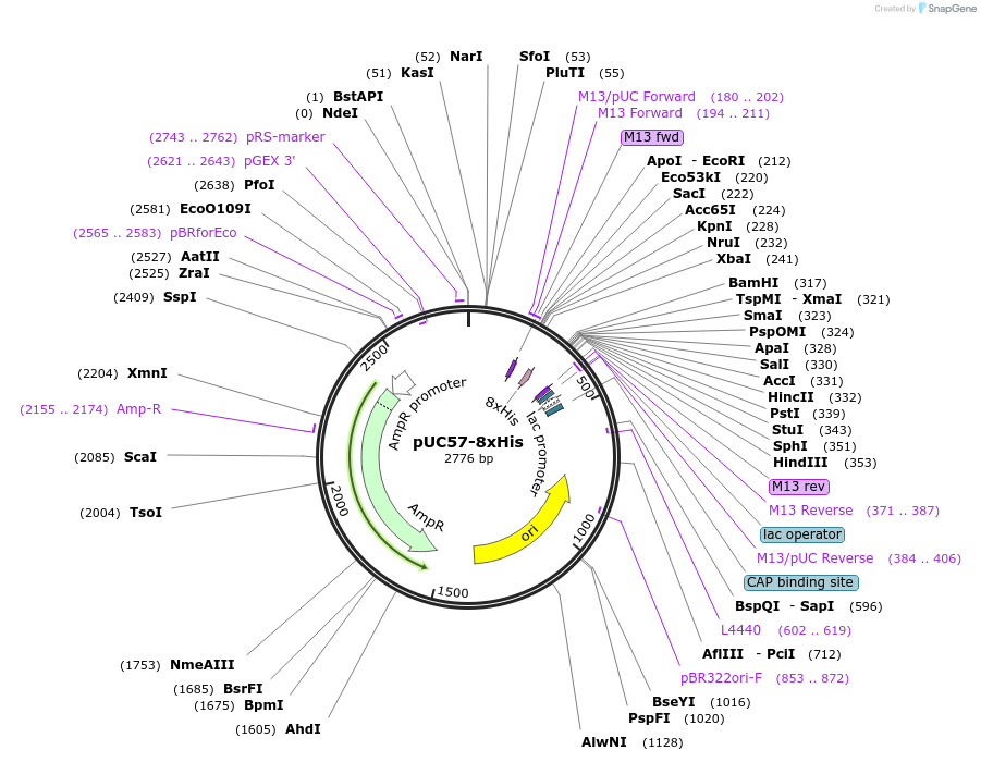 101699-plasmid-map-sequence-id-213441