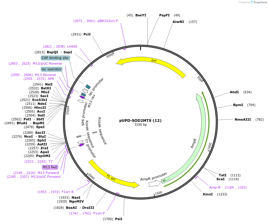 101692-plasmid-map-sequence-id-213443