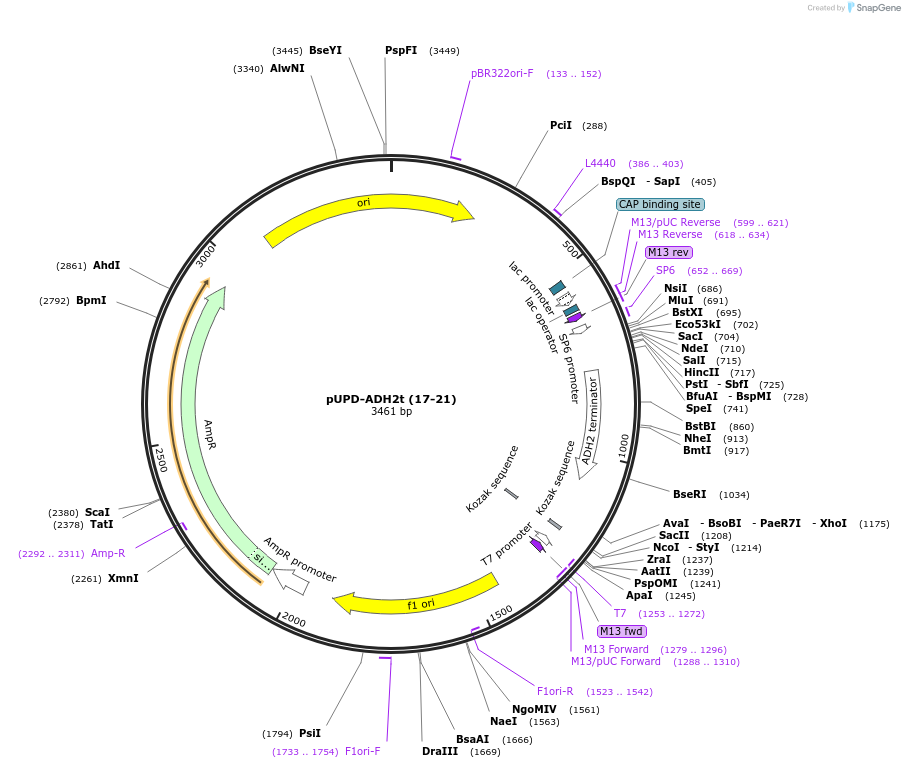101701-plasmid-map-sequence-id-213444