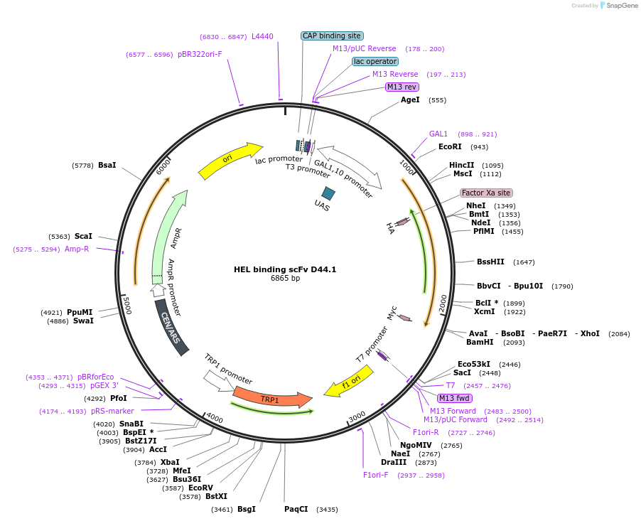 111718-plasmid-map-sequence-id-213446