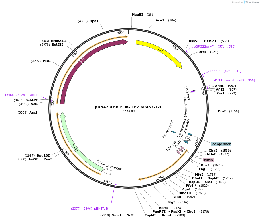 111848-plasmid-map-sequence-id-213454