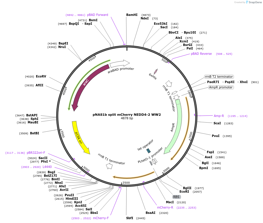 111883-plasmid-map-sequence-id-213460