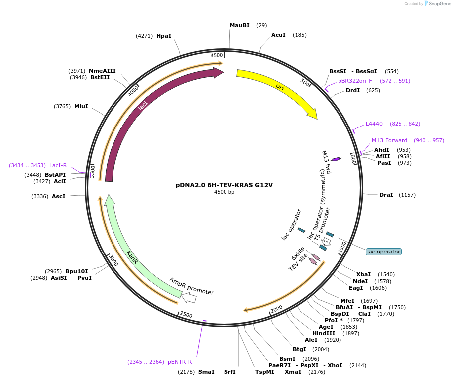 111850-plasmid-map-sequence-id-213464