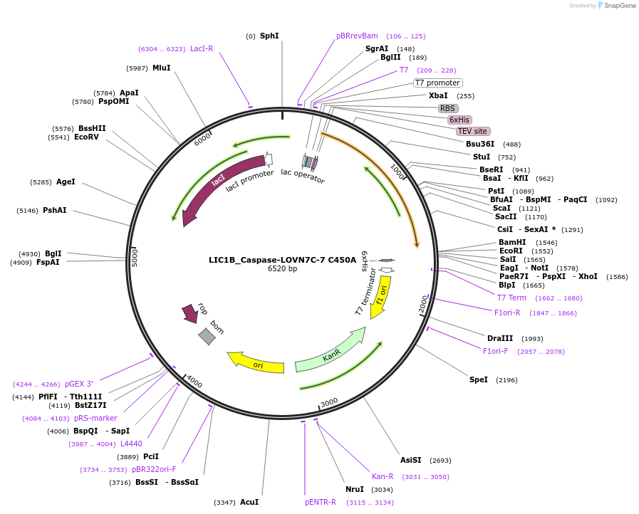 104628-plasmid-map-sequence-id-213470