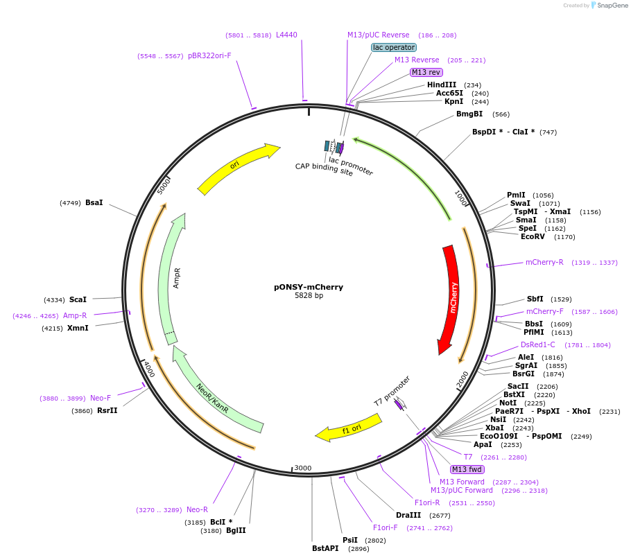 111874-plasmid-map-sequence-id-213482