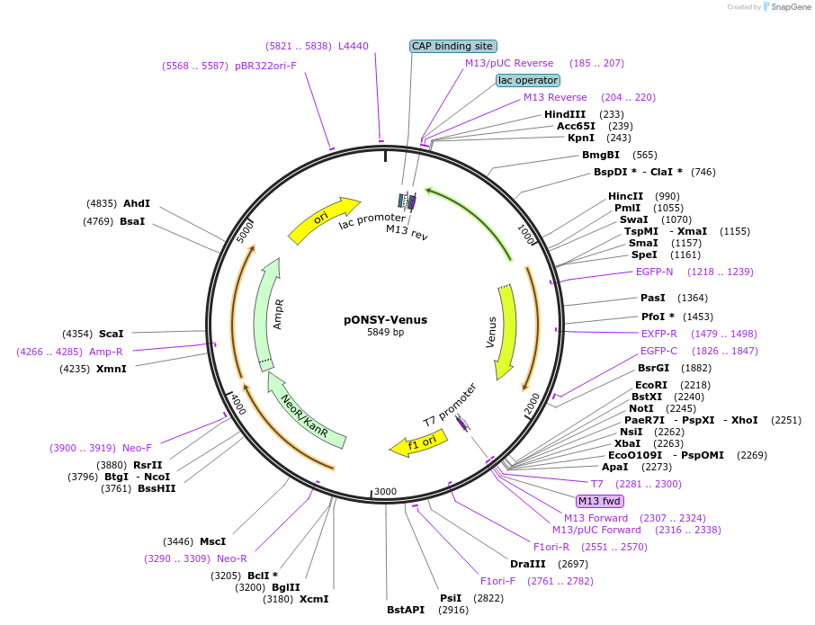 111875-plasmid-map-sequence-id-213485