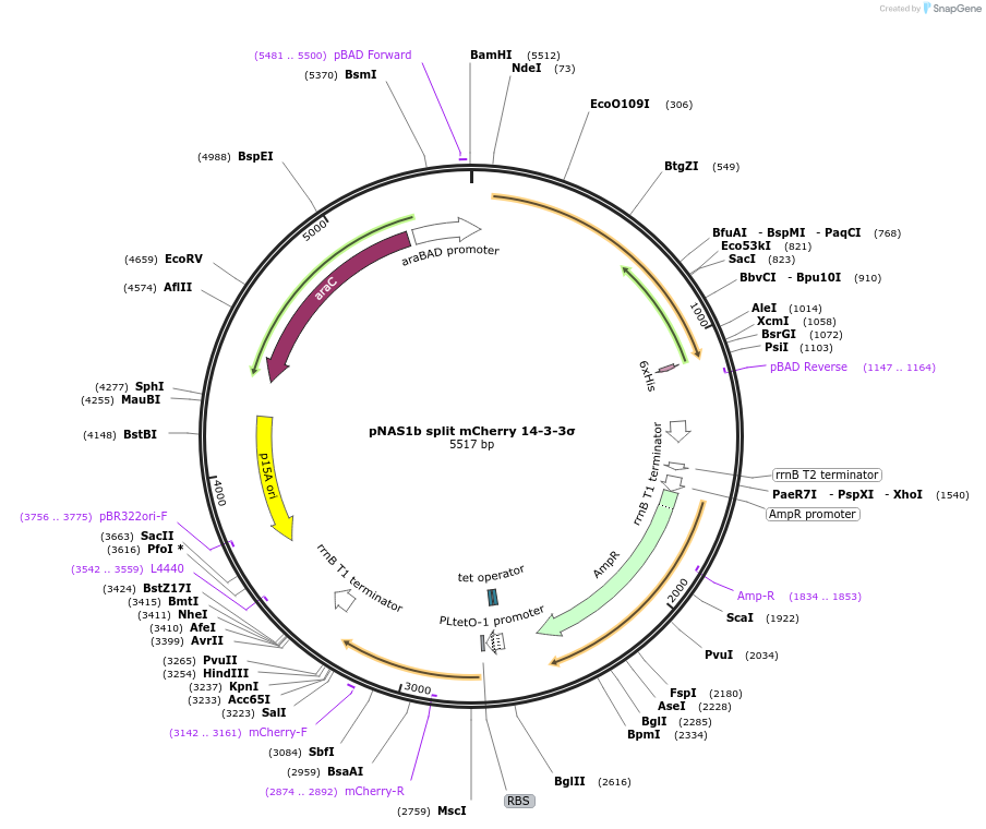 111881-plasmid-map-sequence-id-213491